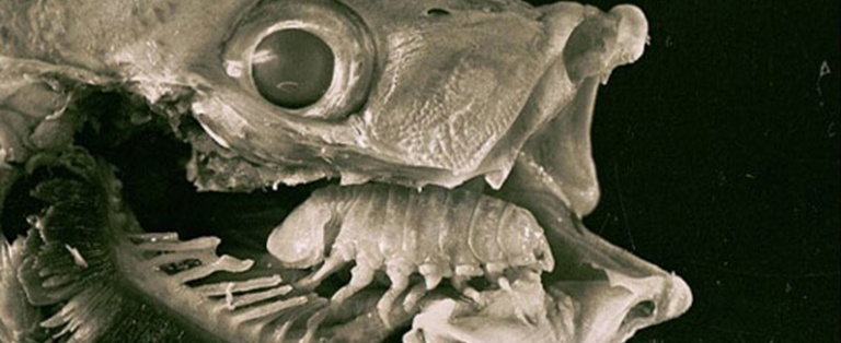 Sort hvidt billede af fisk med mindre dyr i munden